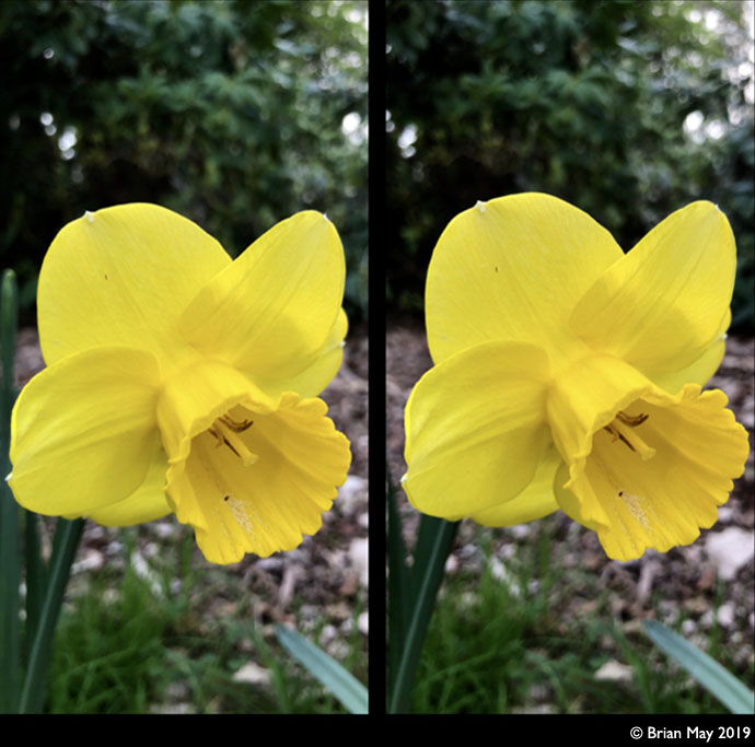 Daffodil - stereo 02