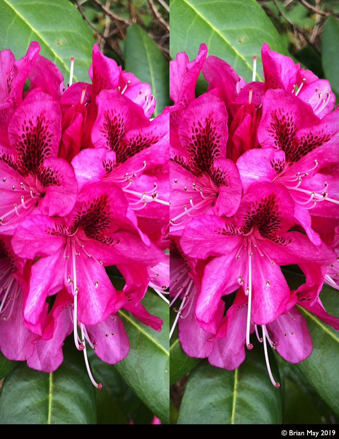 Rhododendron - stereo 02