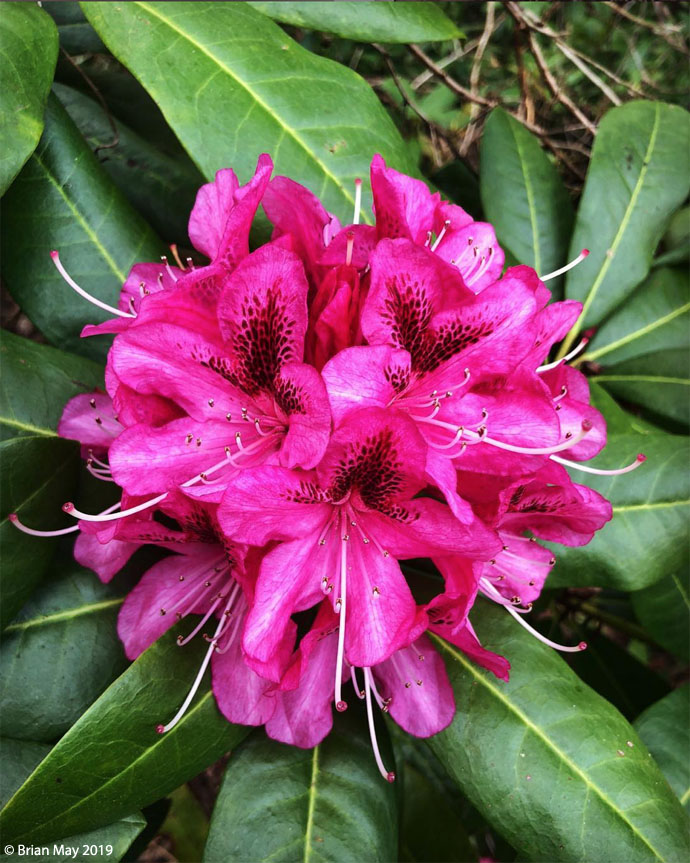Rhododendron - mono