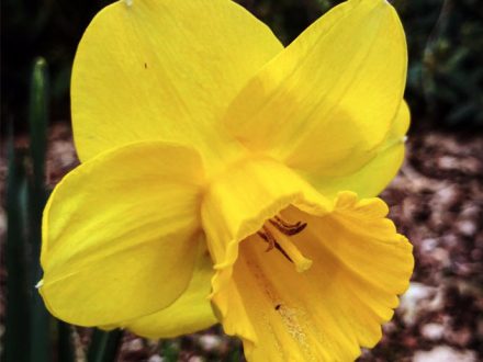 Daffodil - mono