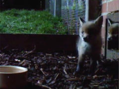 Fox cubs making themselves at home in soft release