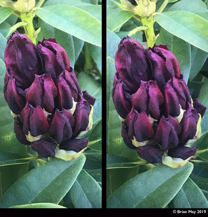 Rhodendron buds - parallel stereo