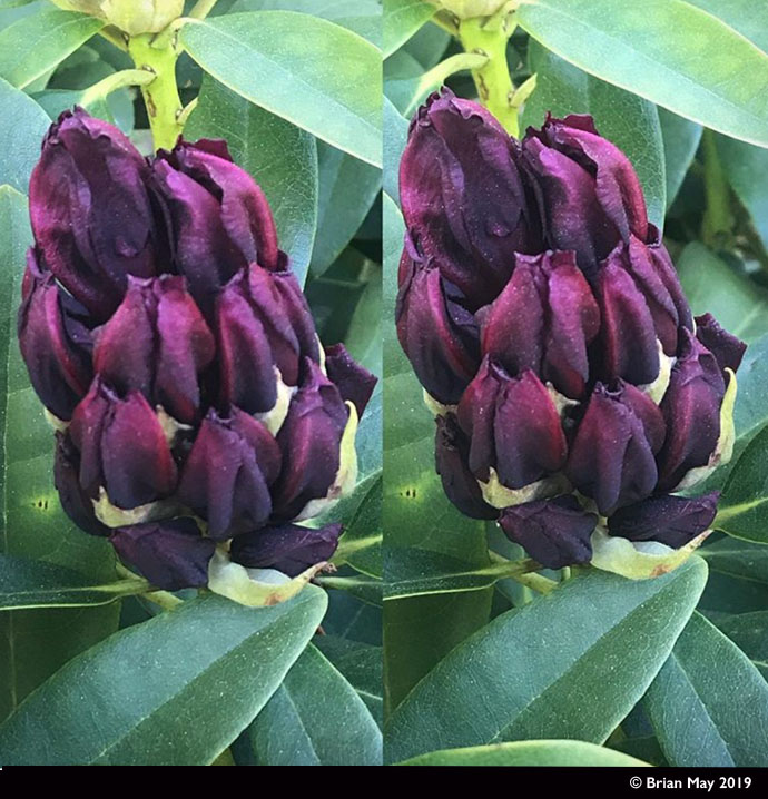 Rhododendron buds - cross-eyed stereo