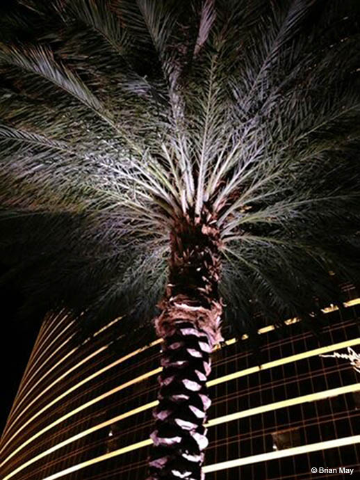 Vegas palm tree and hotel