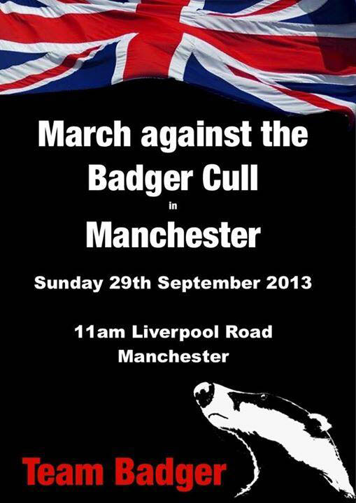 Manchester Badger March 29 Sept 2013
