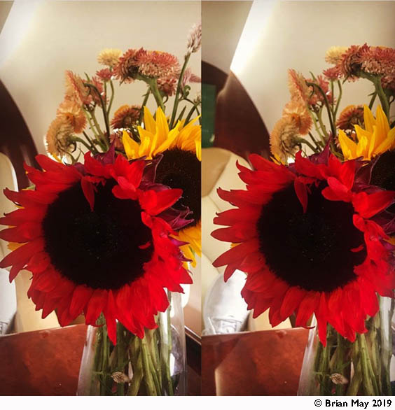 Red Sunflower - paralllel