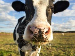 Cattle could be at greater risk