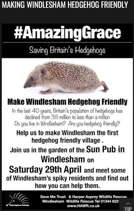 Making Windlesham hedgehog friendly