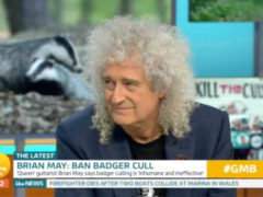 Brian May: Badger culling, inhumane and ineffective.
