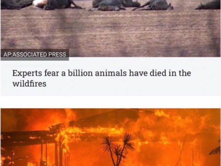 Australian animals in fires - ©AP Assoc Press and ©NYT
