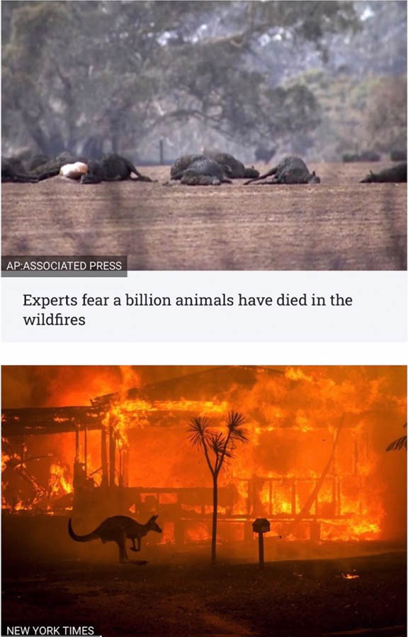 Australian animals in fires - ©AP Assoc Press and ©NYT