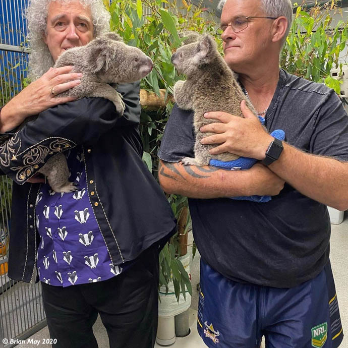Double koala cuddle