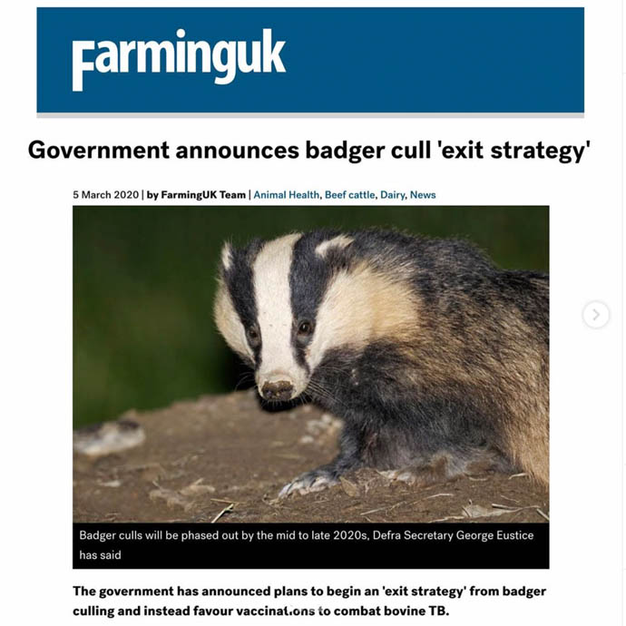 overnment announces badger cull exit strategy - FarmeringUK
