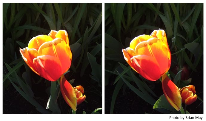Tulip stereo photo