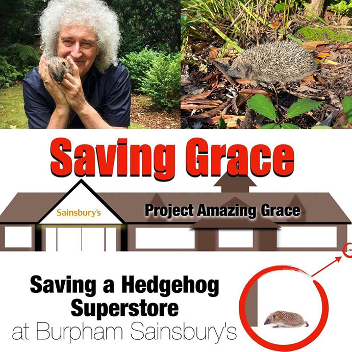 Saving a Hedgehog Superstore