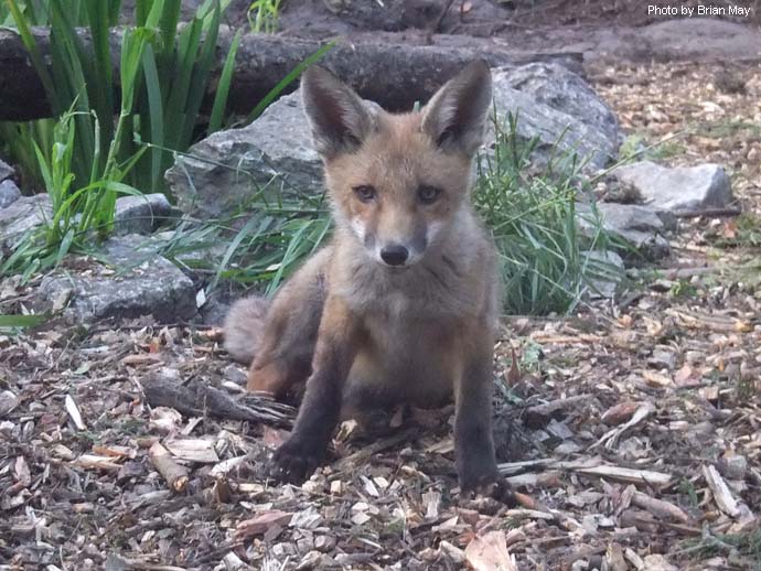 Davey The Fox