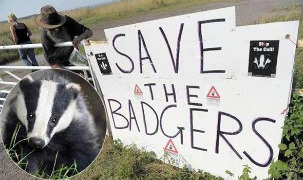 Save The Badgers placard on farm gate