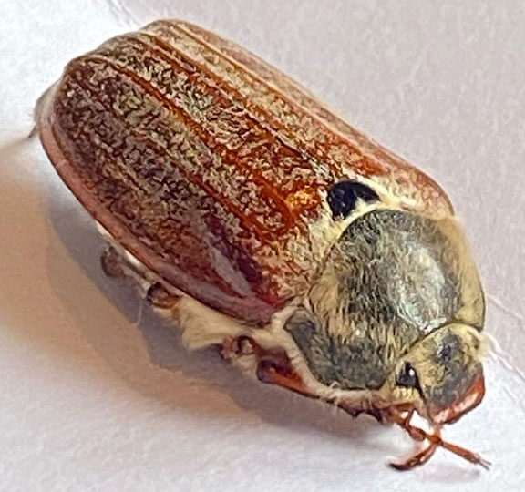 May Bug - 01 - small