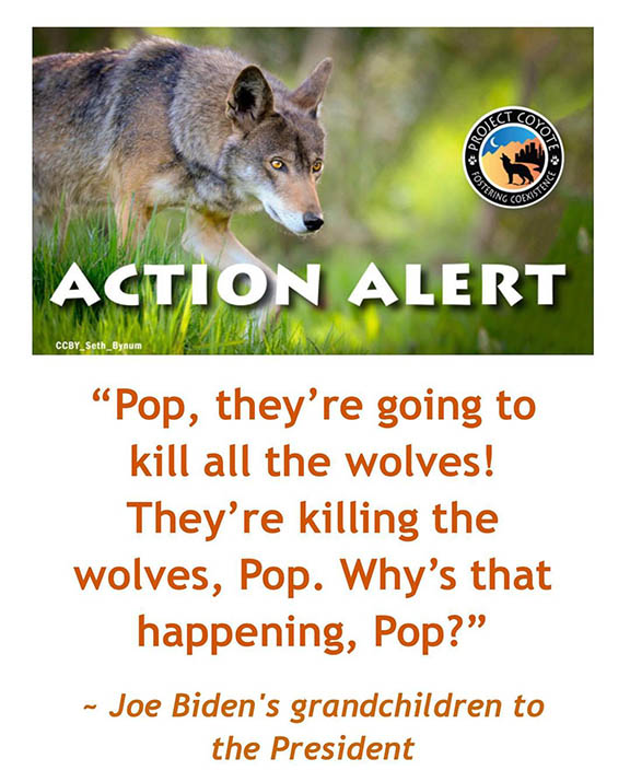 Action Alert - Save the Wolves