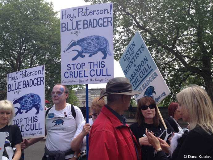 Blue Badger placards