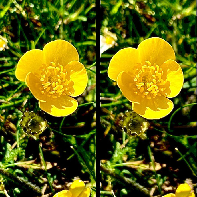 Buttercup - parallel