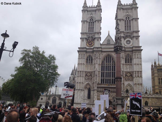 Badger March, Westminster