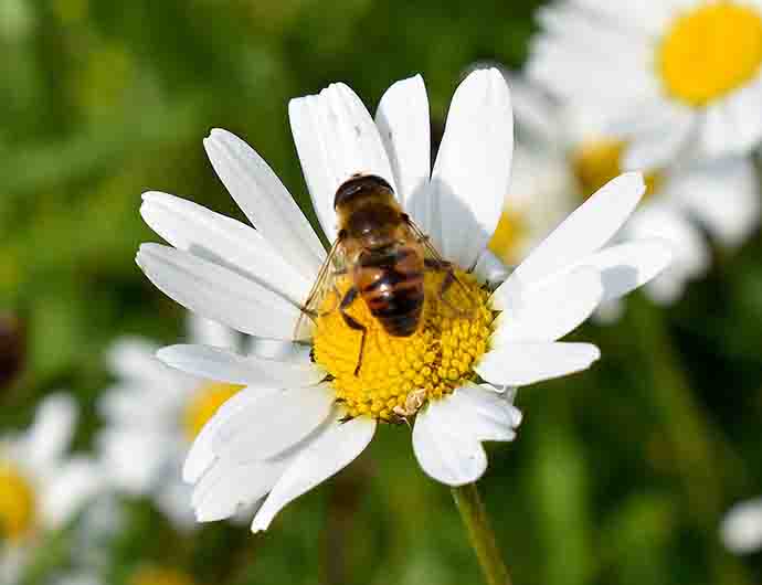 Bee on dog daisy - © Linda Lamon
