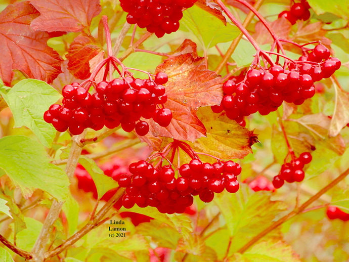 Guelder Rose Berries in May's Wood - September 2021 - © Linda Lamon