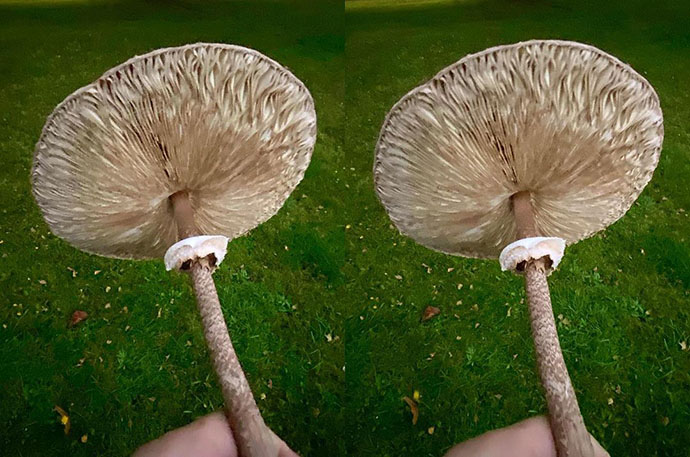 Mushrooms 02