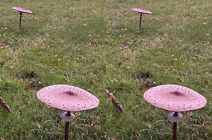Mushrooms 03