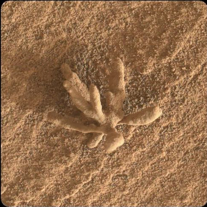 Mars Flower Rock