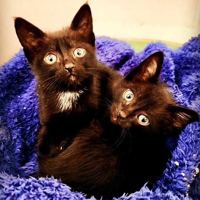 Rescued kittens - Spain - crop