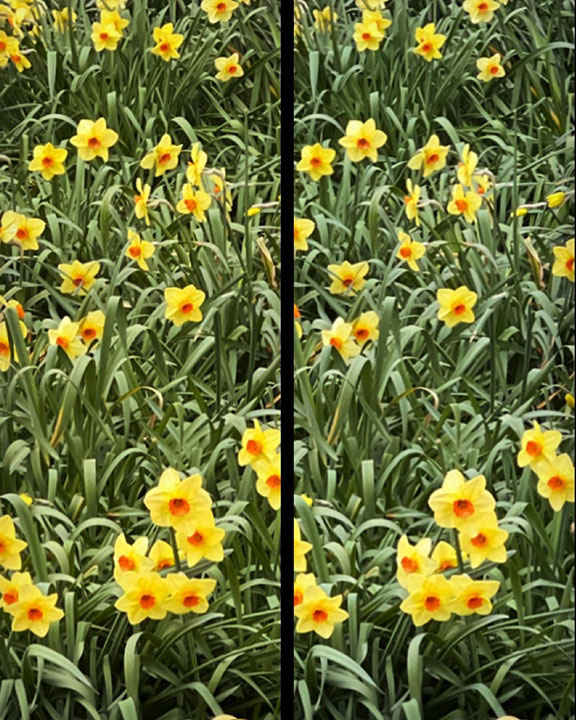 Daffodils - cross-eyed view