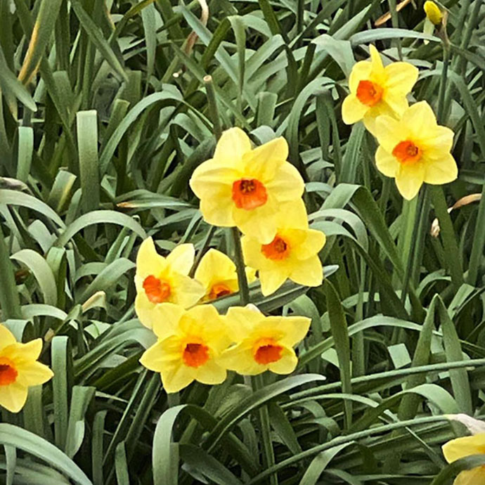Daffodils - crop