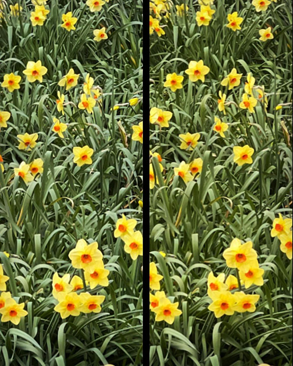 Daffodils - parallel view