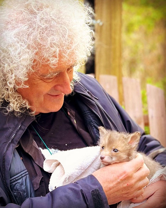 Brian May with fox cub