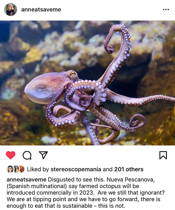 Octopus - from Save Me