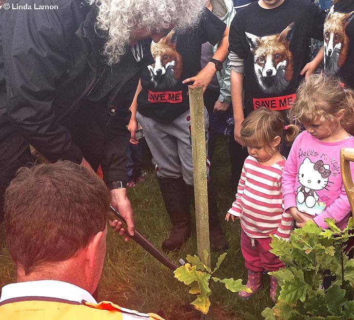 First oak sapling planted in May's Wood by the owner, Brian May