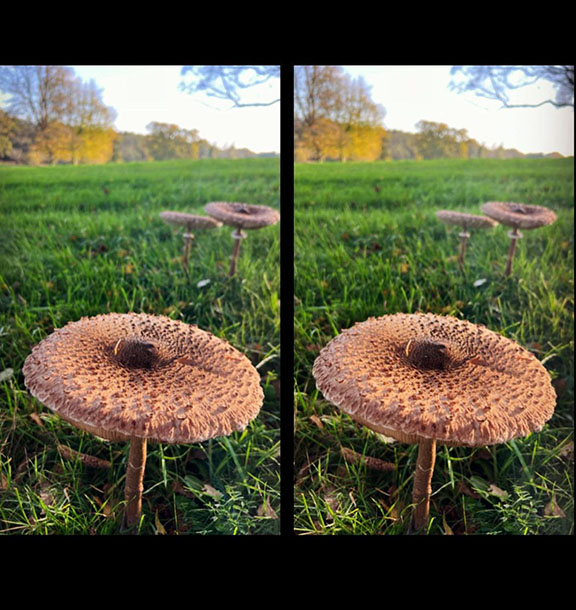 Parasol mushrooms  - cross-eyed