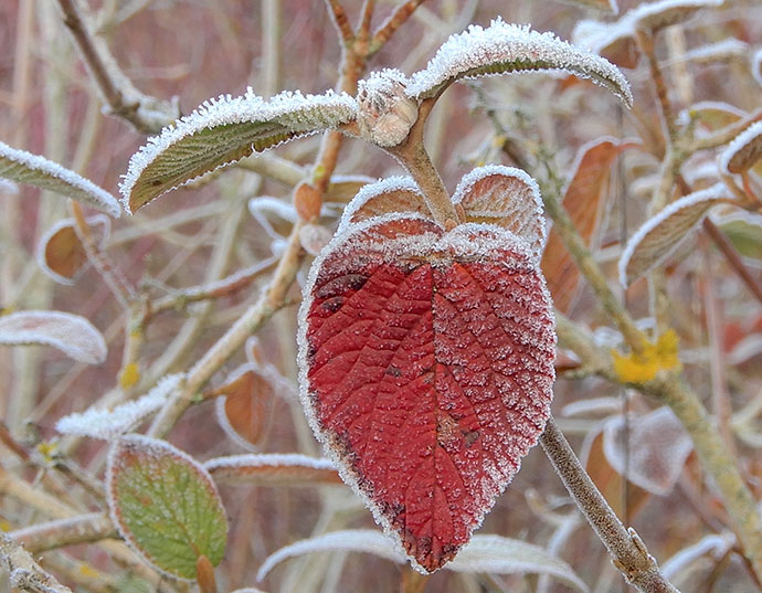 Frosty Dogwood leaf ©Linda Lamon