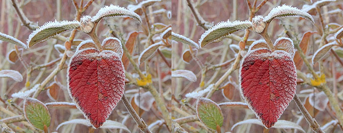 Frosty Dogwood leaf x 2 ©Linda Lamon