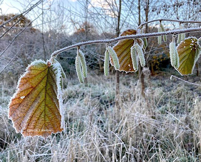 Frozen leaf and catkins ©Linda Lamon