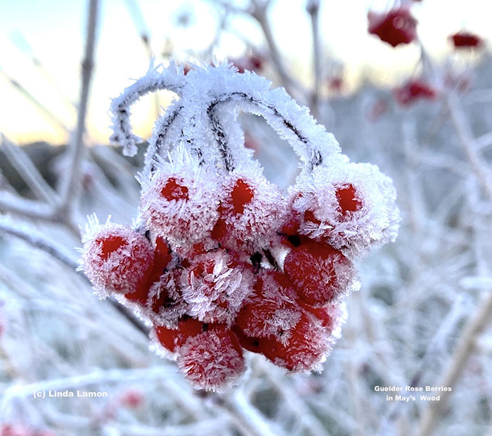 Winter Guelder Rose ©Linda Lamon