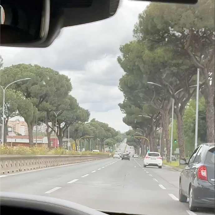 Brian May - Rome trees - April 2023