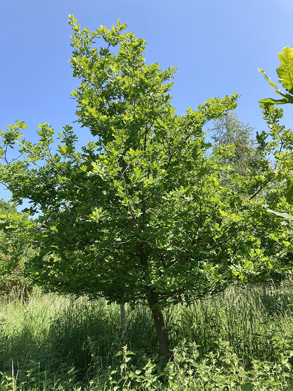 First oak tree, pictured in 2023 © Linda Lamon