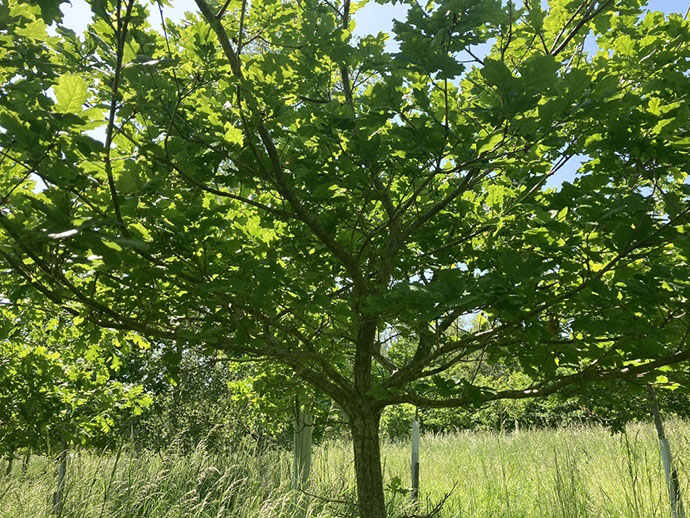 Brian's oak, pictured in 2023 © Linda Lamon