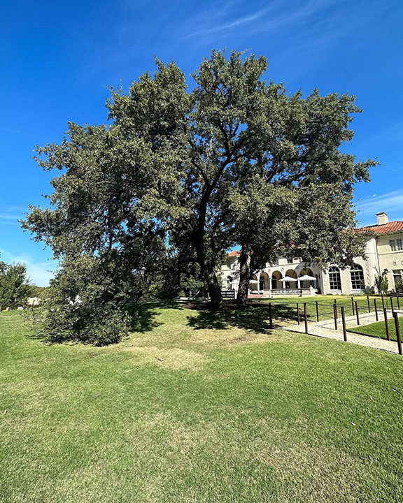 Austin oak tree 01