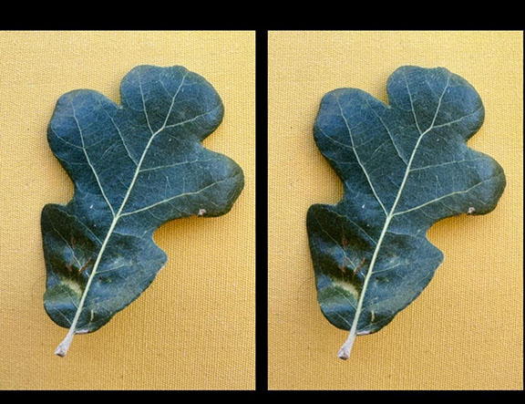 Austin oak leaf - cross
