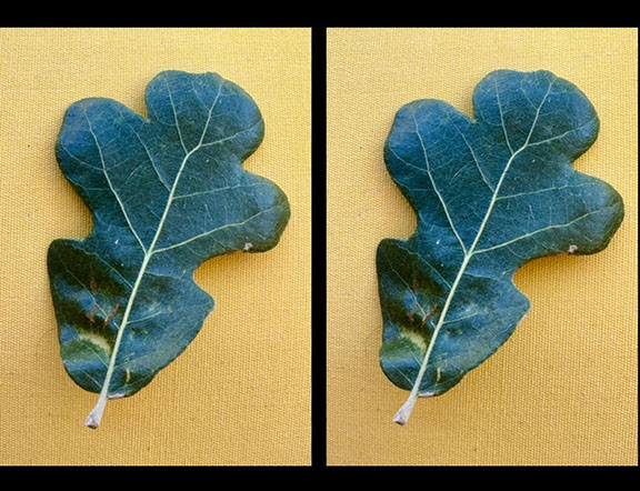 Austin oak leaf - parallel