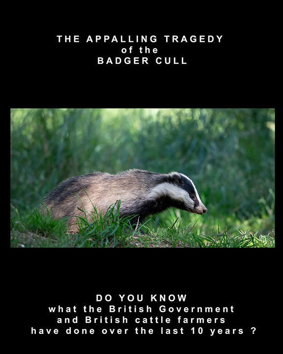 Appalling tragedy of the badger cull